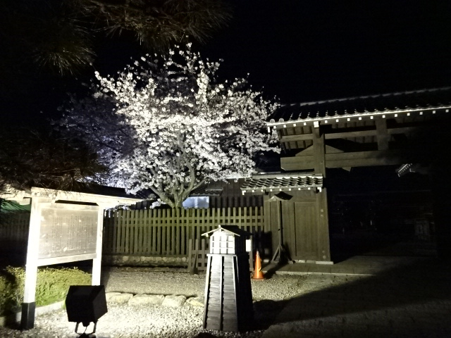 気賀関所夜桜