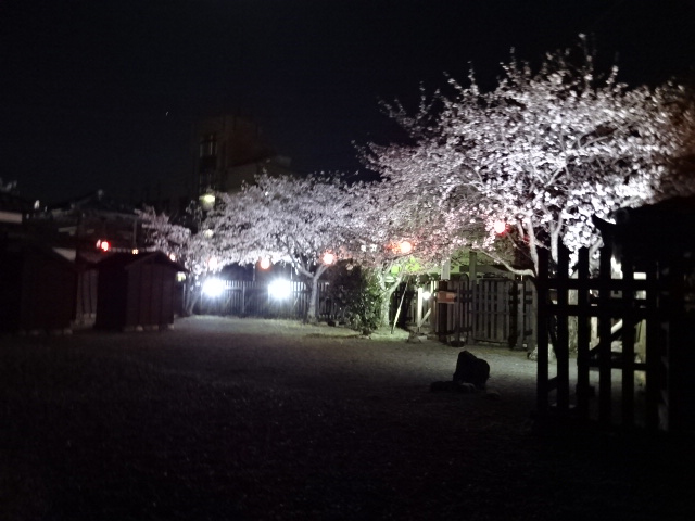 気賀関所の桜201